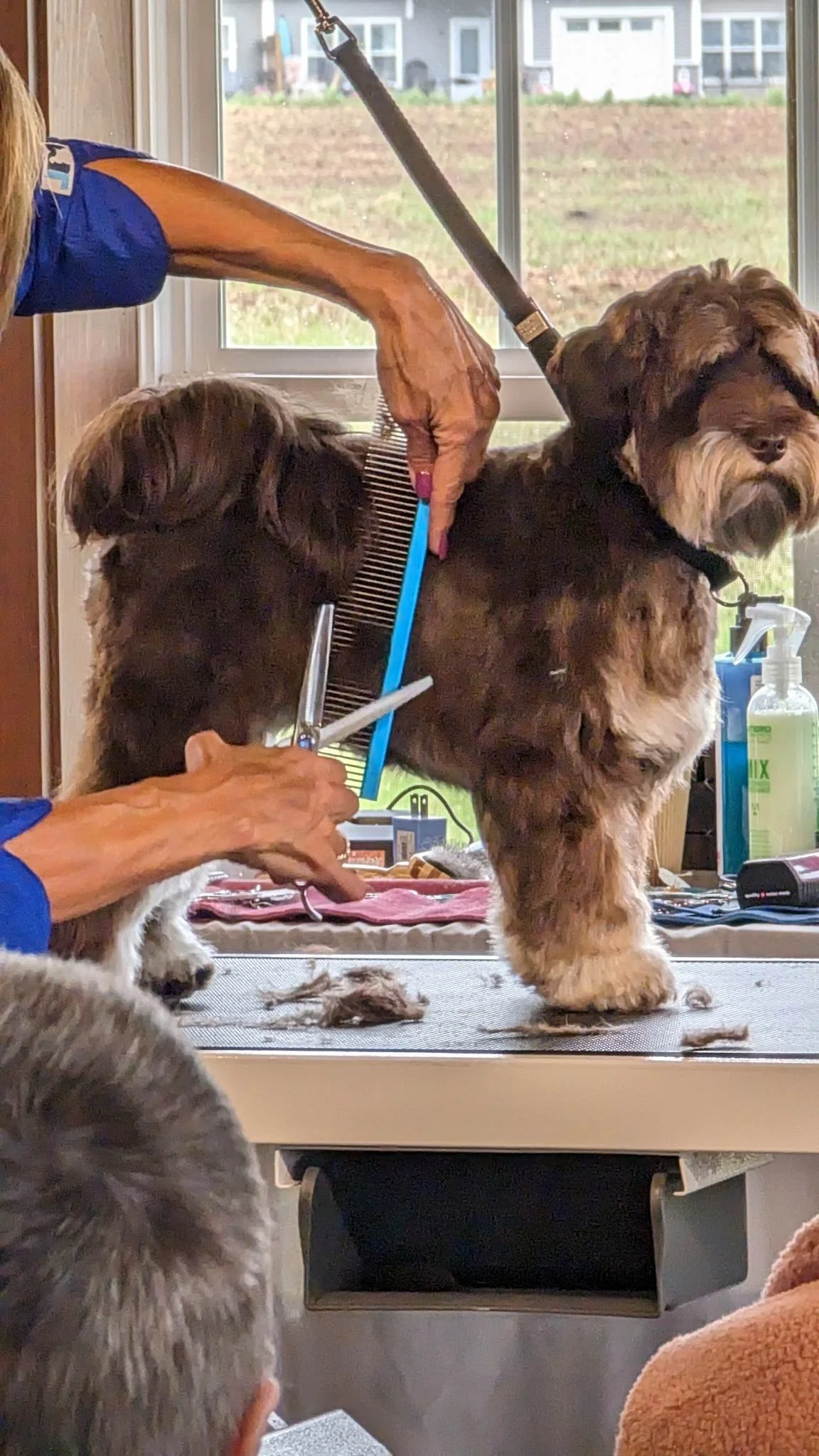 Best Dog Grooming Shears & Scissors Guide — Jodi Murphy Grooming
